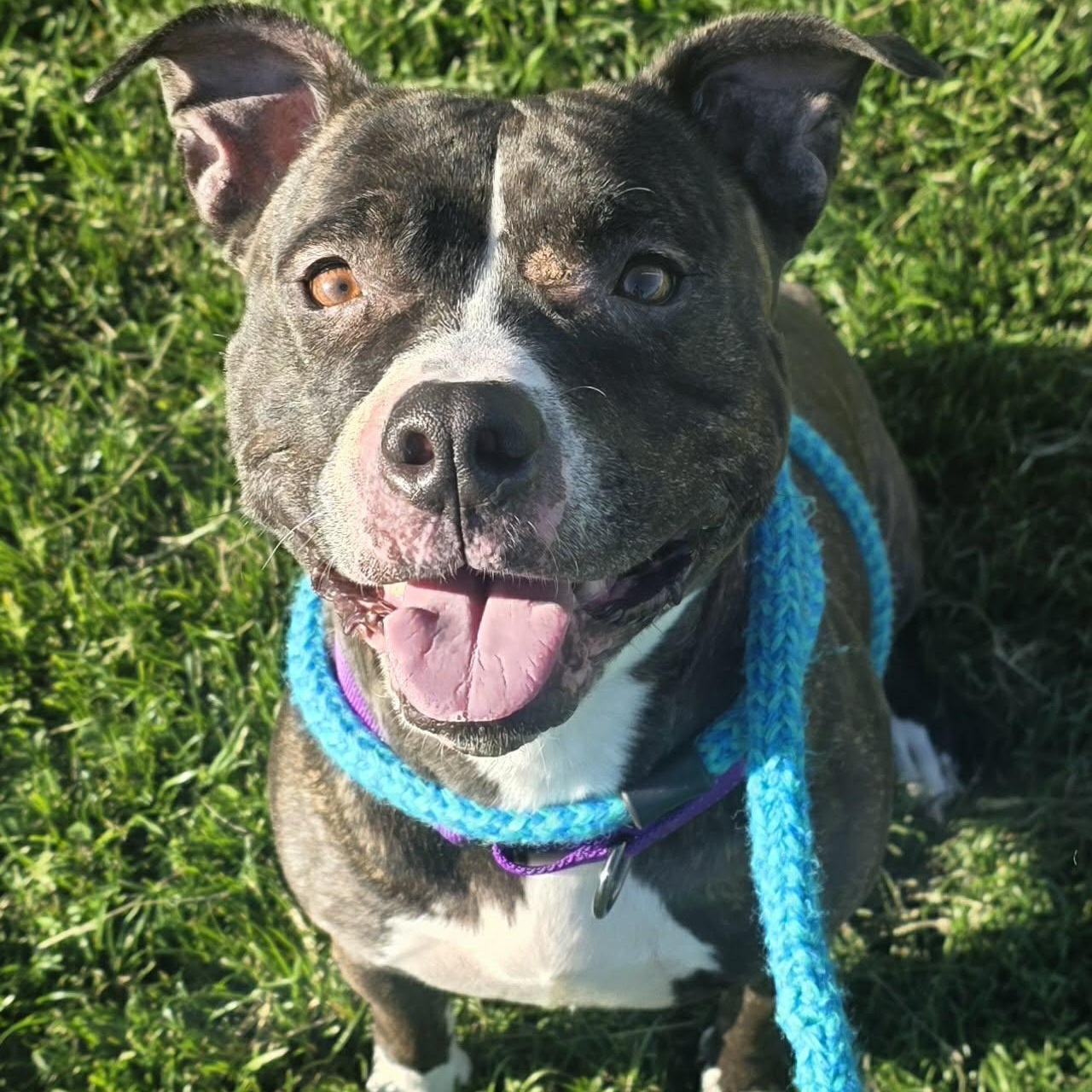 Nova, ADOPTABLE, Adult Female Terrier.