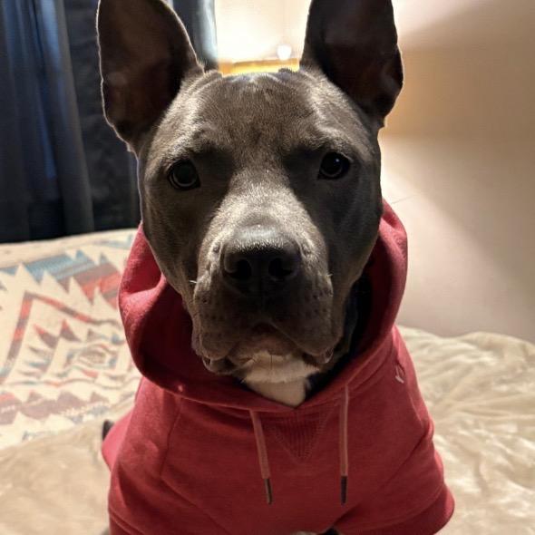 Enlarge River, a Adoptable mixed breed in Little Rock, AR image 1/6