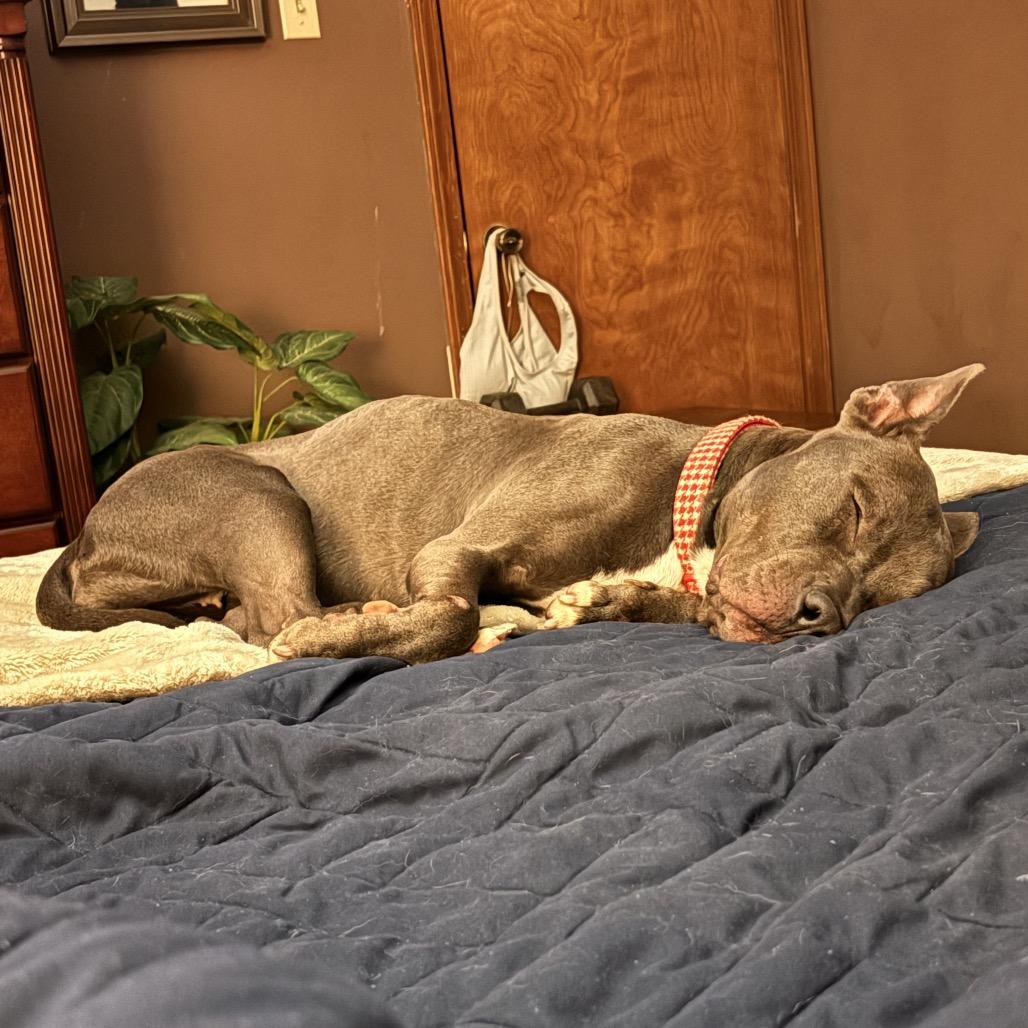 Enlarge River, a Adoptable mixed breed in Little Rock, AR image 2/6