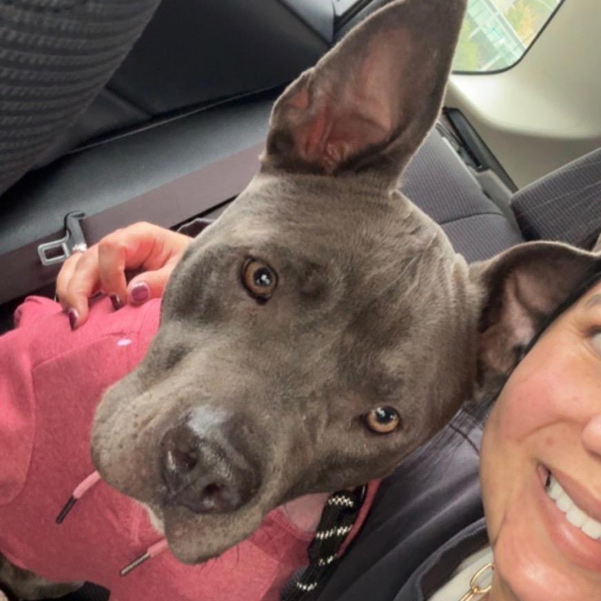 Enlarge River, a Adoptable mixed breed in Little Rock, AR image 3/6