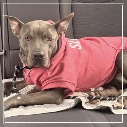 Enlarge River, a Adoptable mixed breed in Little Rock, AR image 4/6