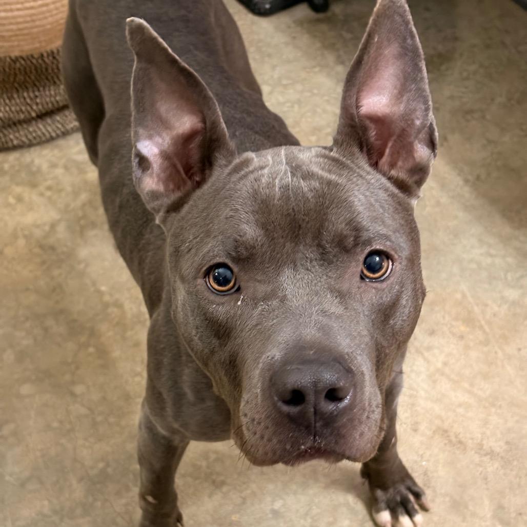 Enlarge River, a Adoptable mixed breed in Little Rock, AR image 5/6