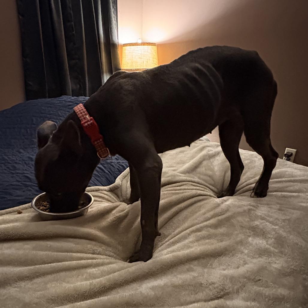 Enlarge River, a Adoptable mixed breed in Little Rock, AR image 6/6