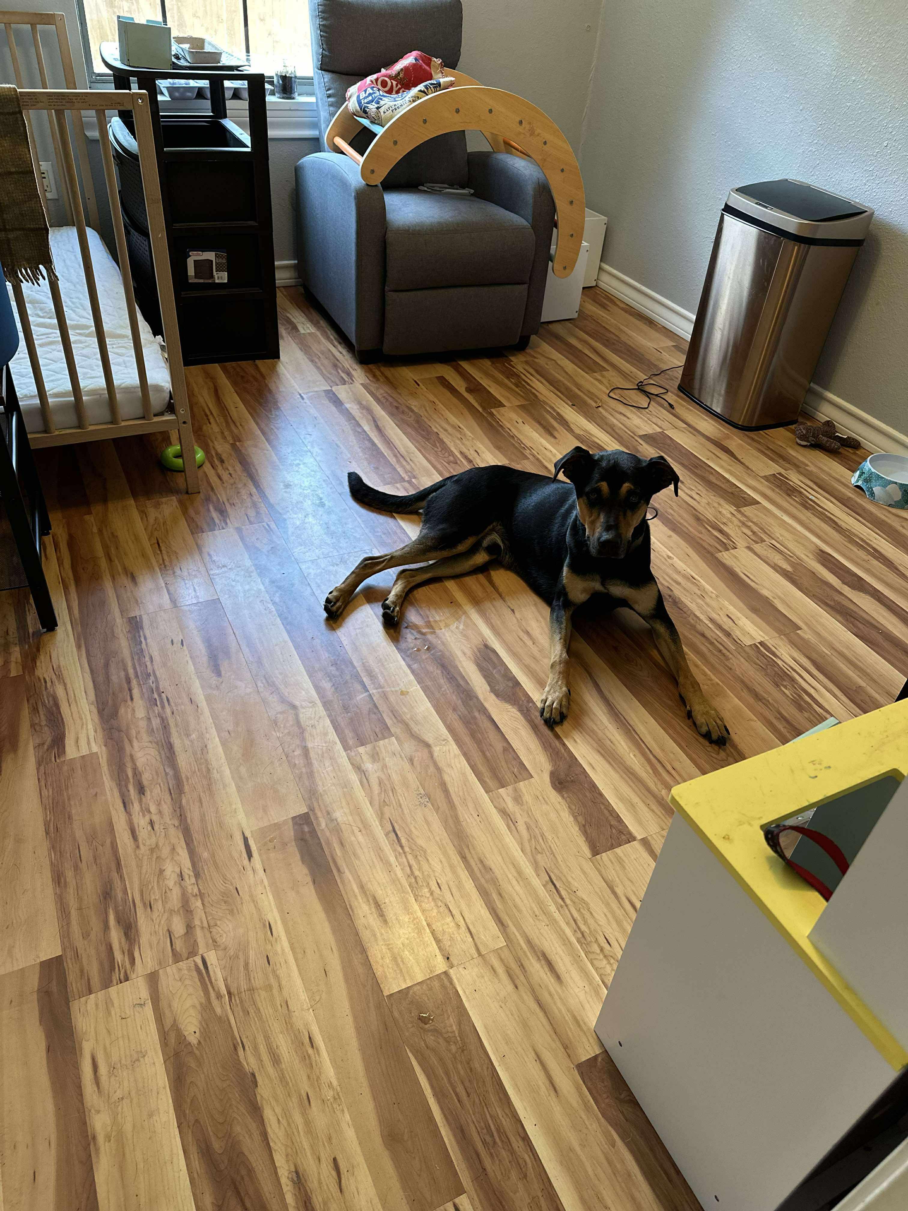 Romeo, an adoptable Mixed Breed in BUTTE, MT, 59701 | Photo Image 2