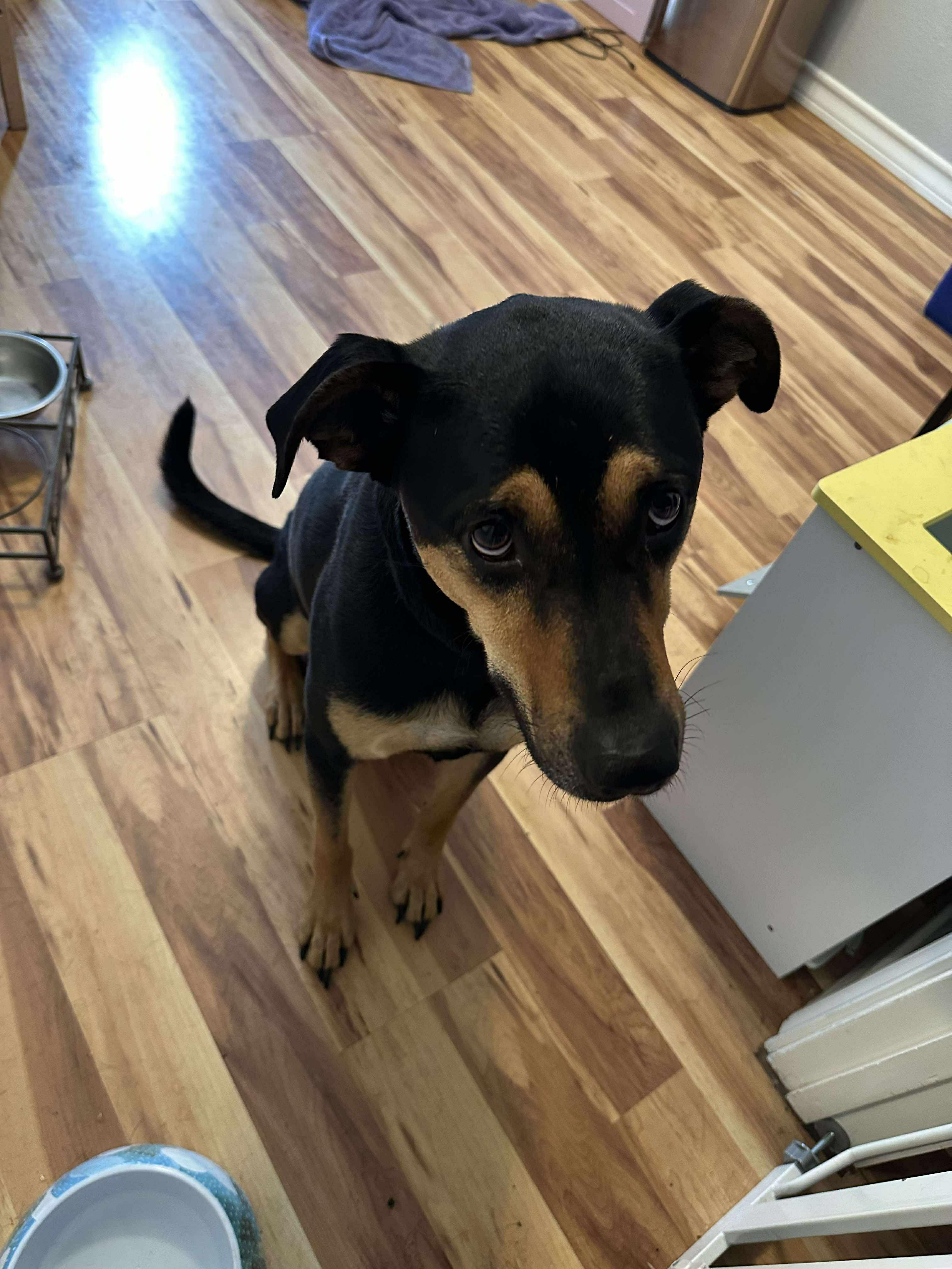 Romeo, an adoptable Mixed Breed in BUTTE, MT, 59701 | Photo Image 5