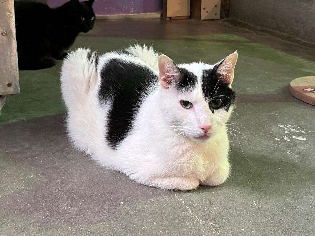 Majestic, Adoptable, Senior Male Domestic Short Hair.