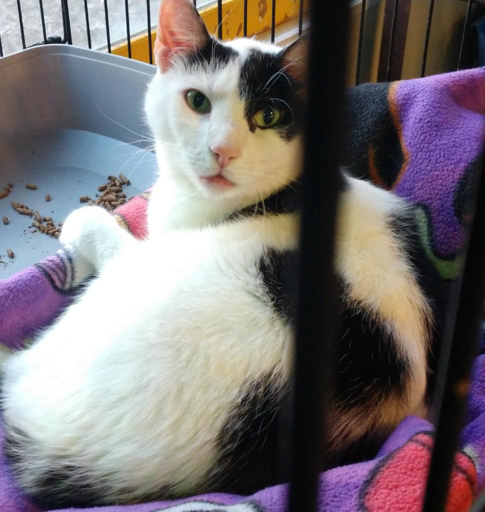 Enlarge Majestic, a Adoptable mixed breed in Pittsboro, NC image 2/4