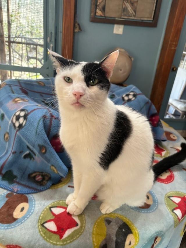 Enlarge Majestic, a Adoptable mixed breed in Pittsboro, NC image 3/4