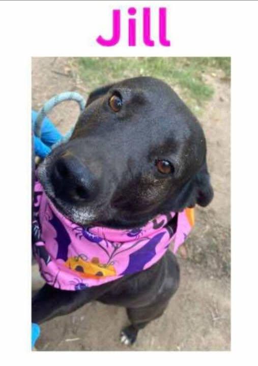 jill