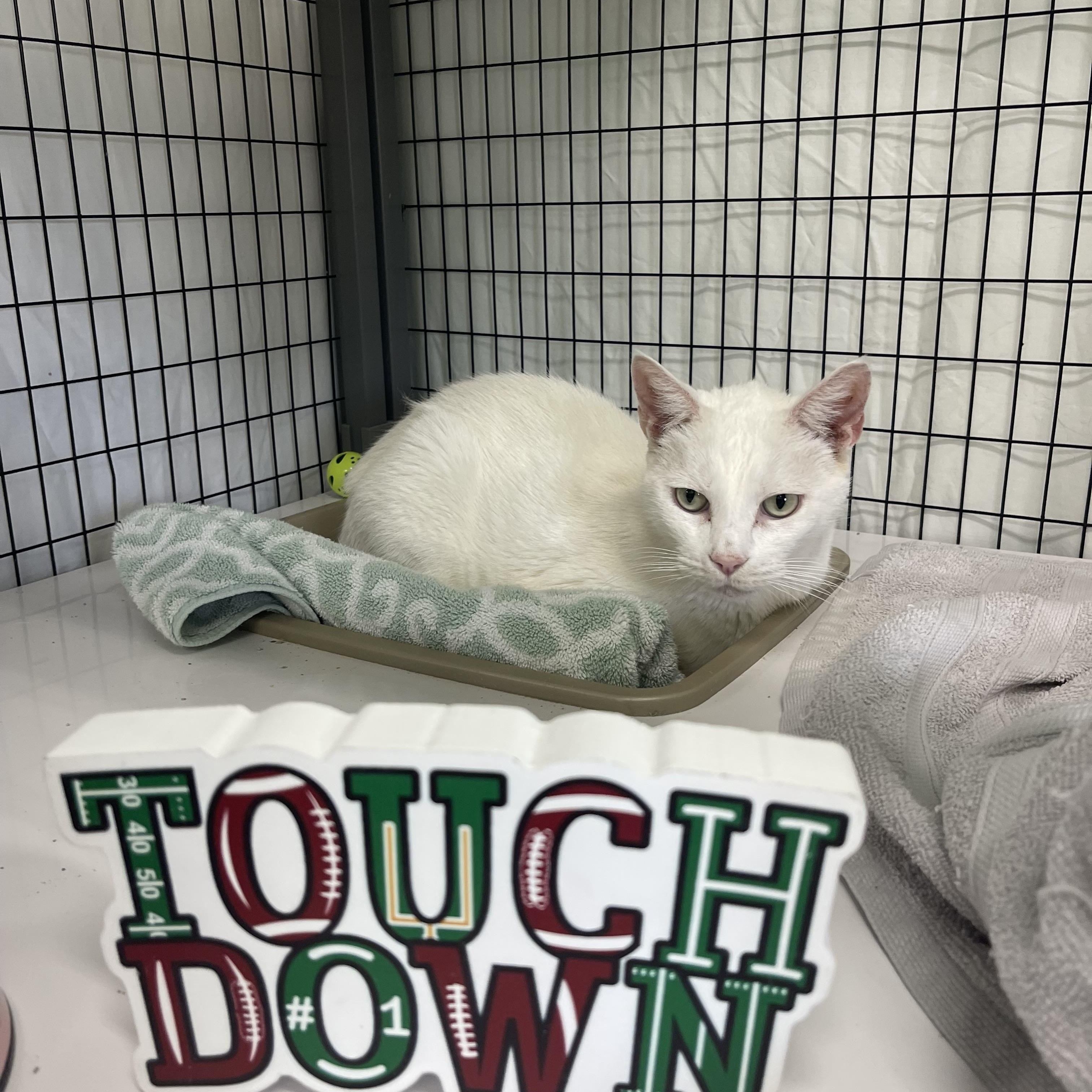 Enlarge Buttermilk, a Adoptable mixed breed in Sebring, FL image 1/3
