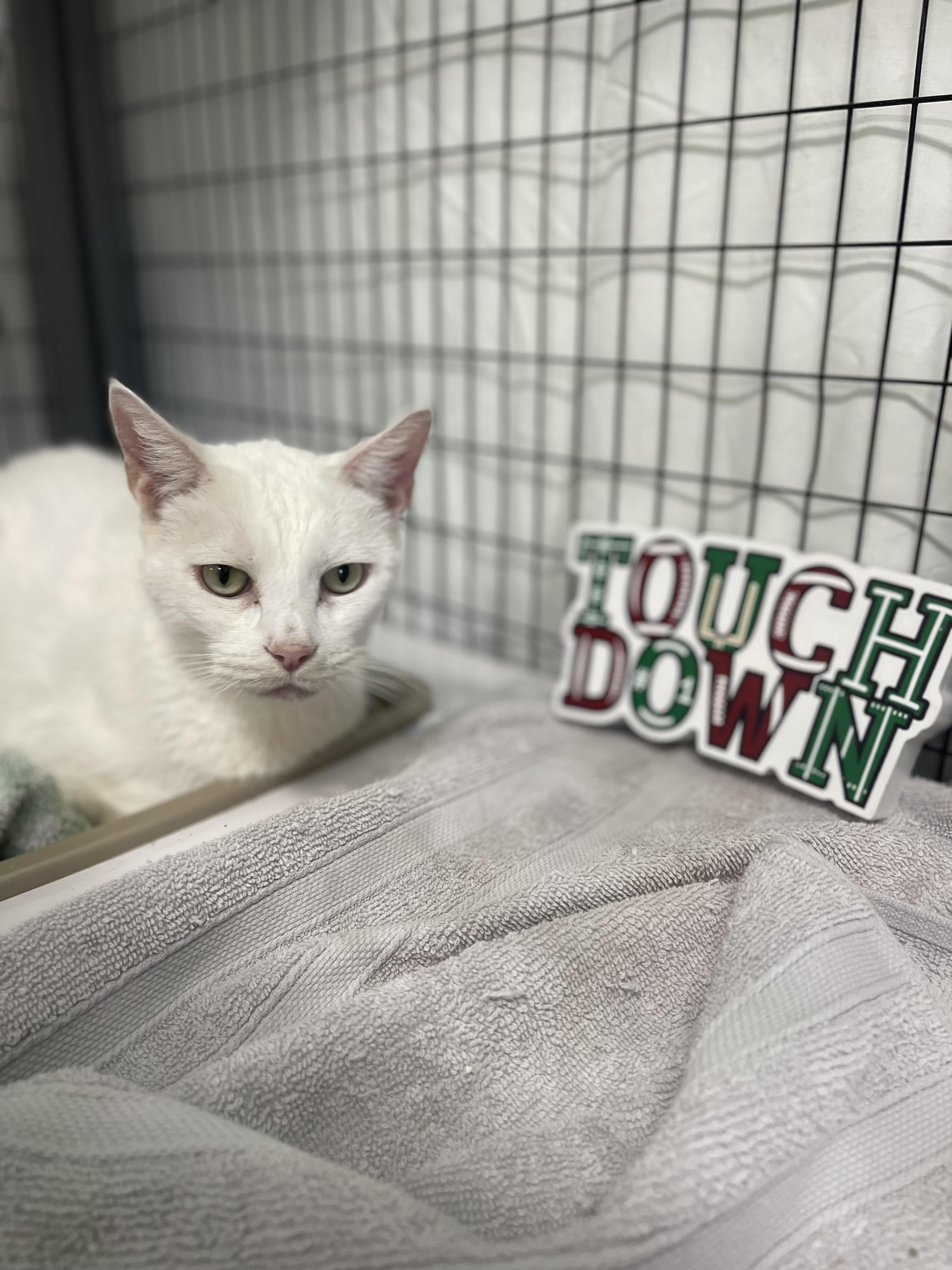 Enlarge Buttermilk, a Adoptable mixed breed in Sebring, FL image 2/3