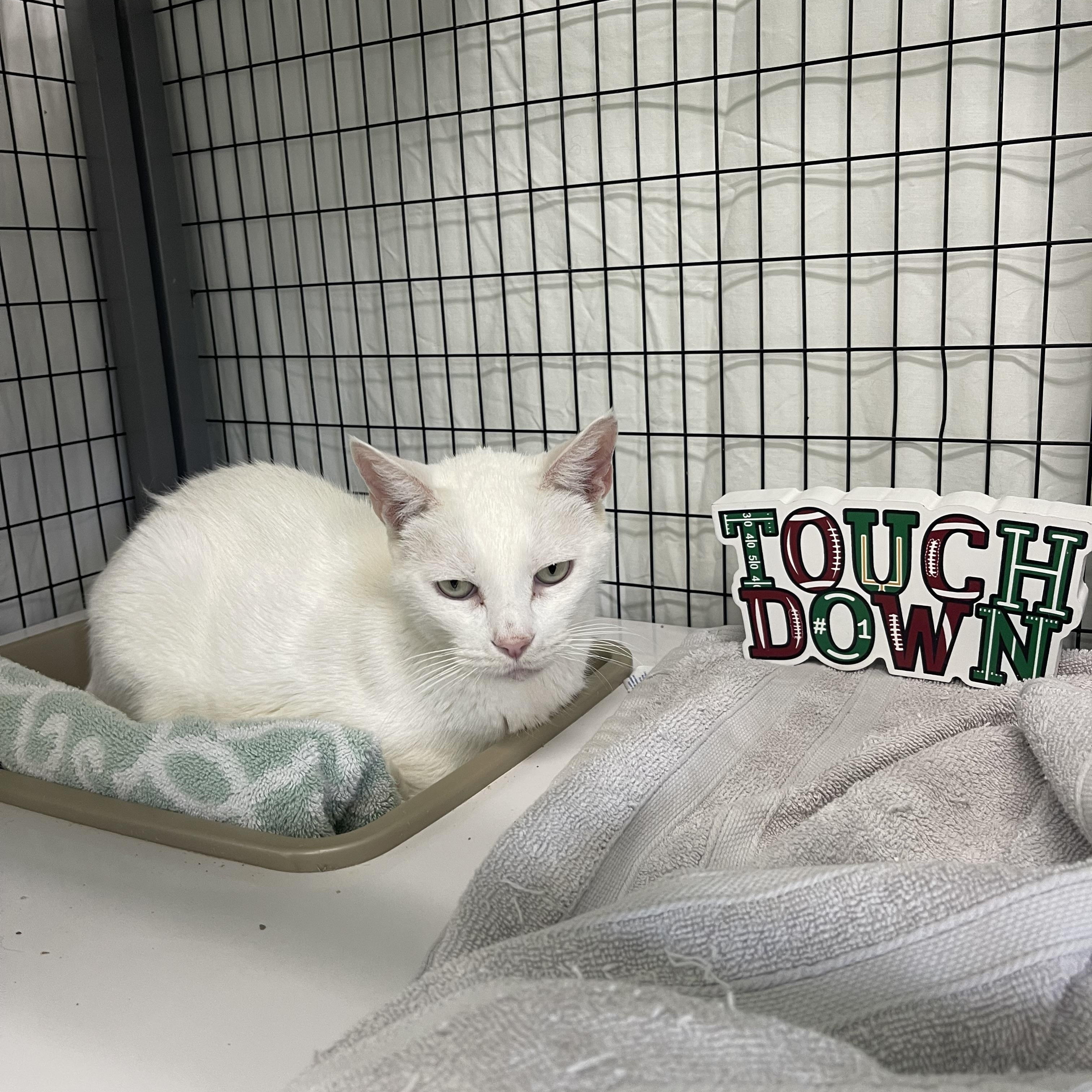 Enlarge Buttermilk, a Adoptable mixed breed in Sebring, FL image 3/3