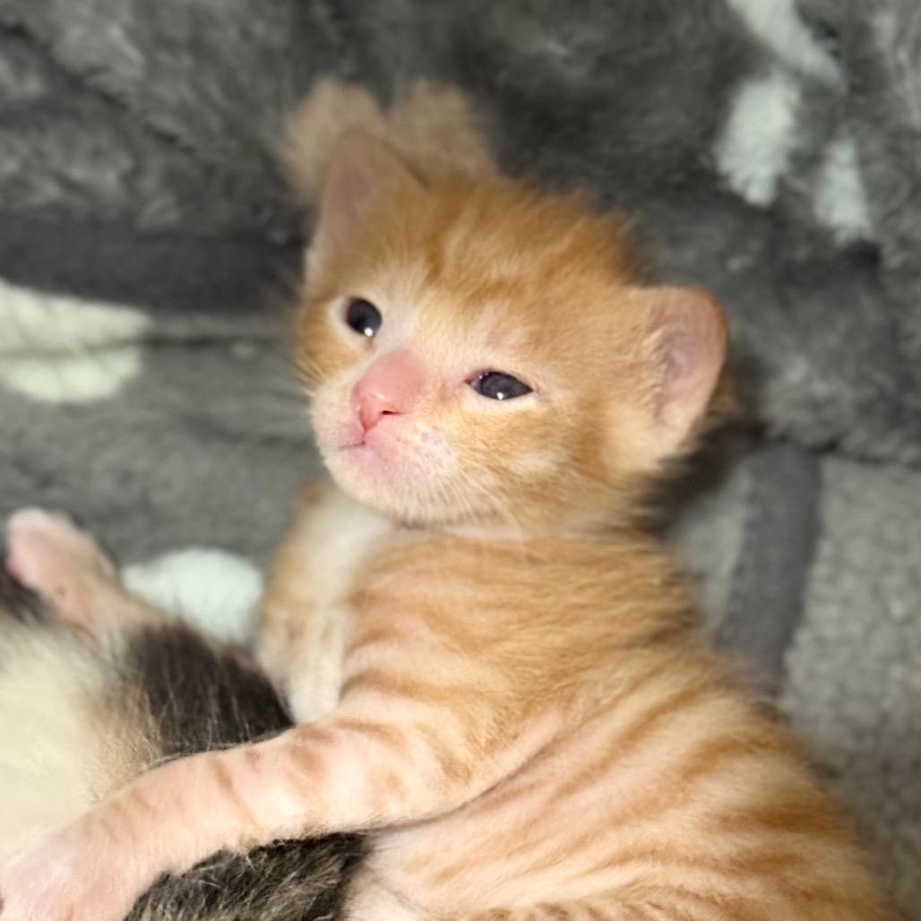 Prismo — thumbnail 2