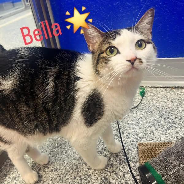 Enlarge Bella, a Adoptable Domestic Short Hair in Dunkirk, NY image 1/2
