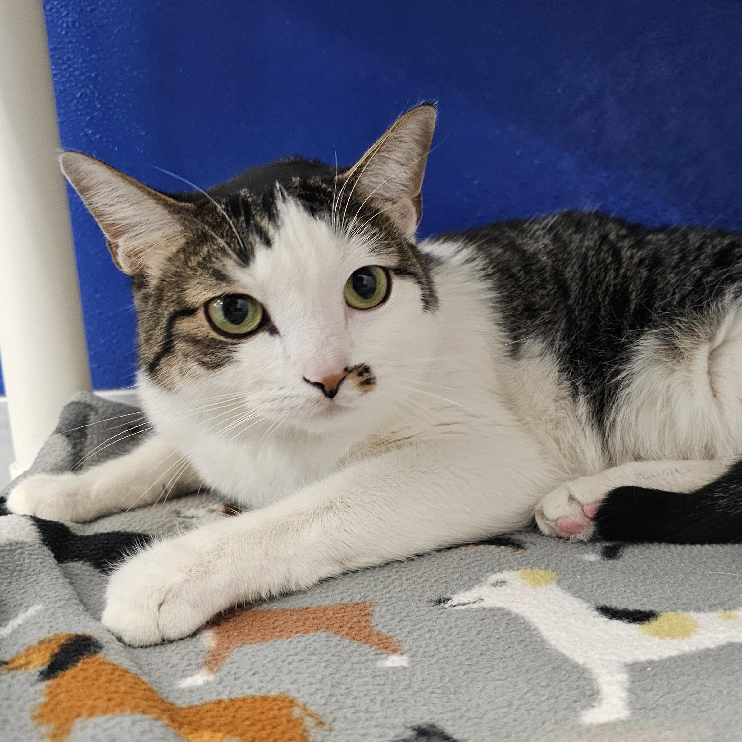 Enlarge Bella, a Adoptable Domestic Short Hair in Dunkirk, NY image 2/2