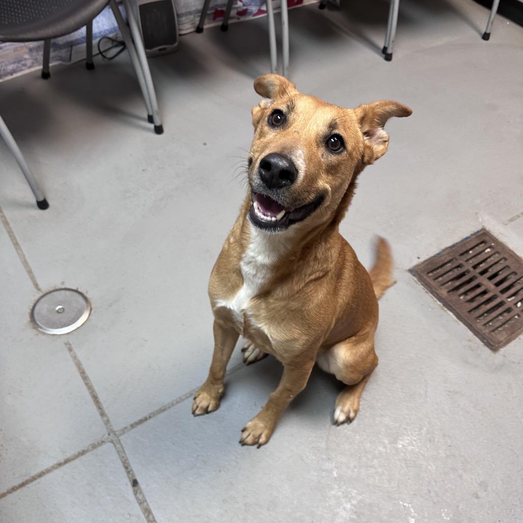 Rouganite 3471 — thumbnail 2