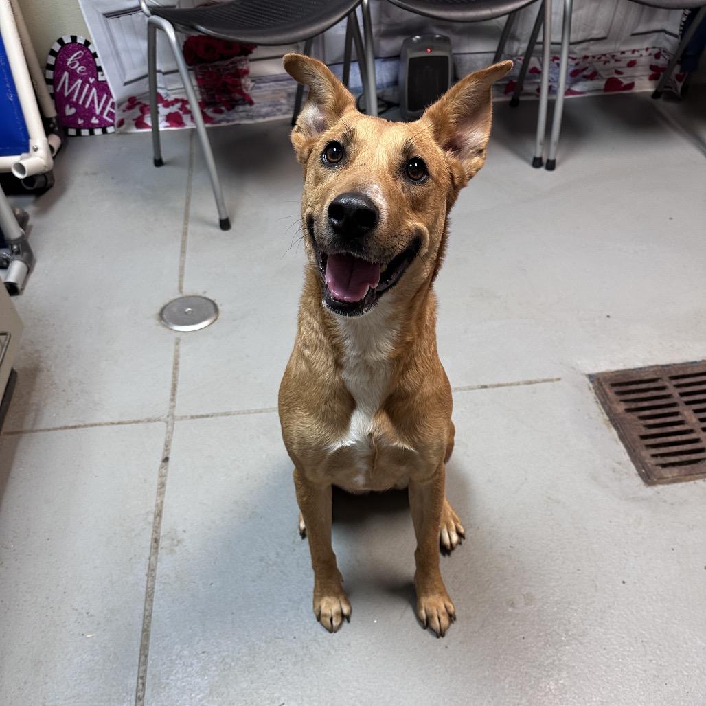 Rouganite 3471 — thumbnail 3