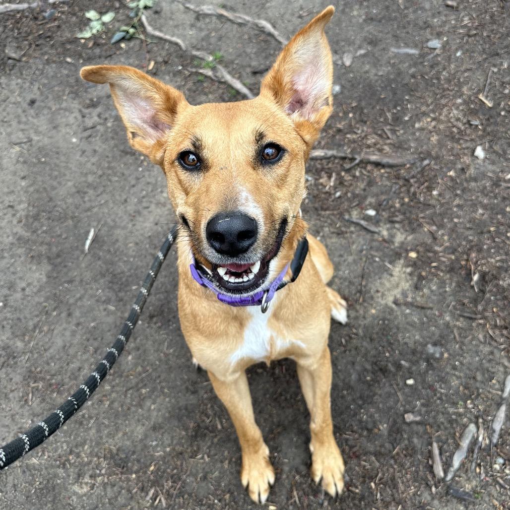 Rouganite 3471 — thumbnail 4