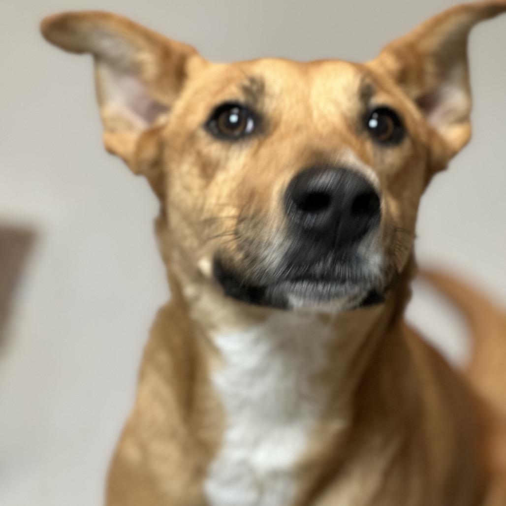 Rouganite 3471 — thumbnail 6