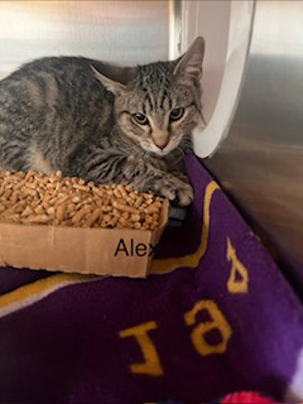 Enlarge Alex, a Adoptable mixed breed in Knoxville, TN image 1/1