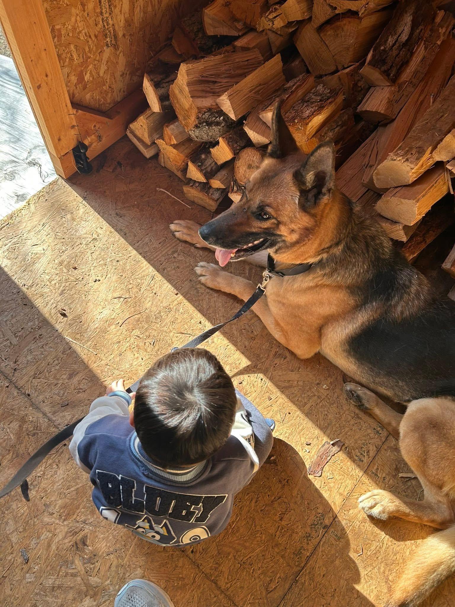Enlarge Loblolly, a ADOPTABLE German Shepherd Dog in Marshall, NC image 2/6