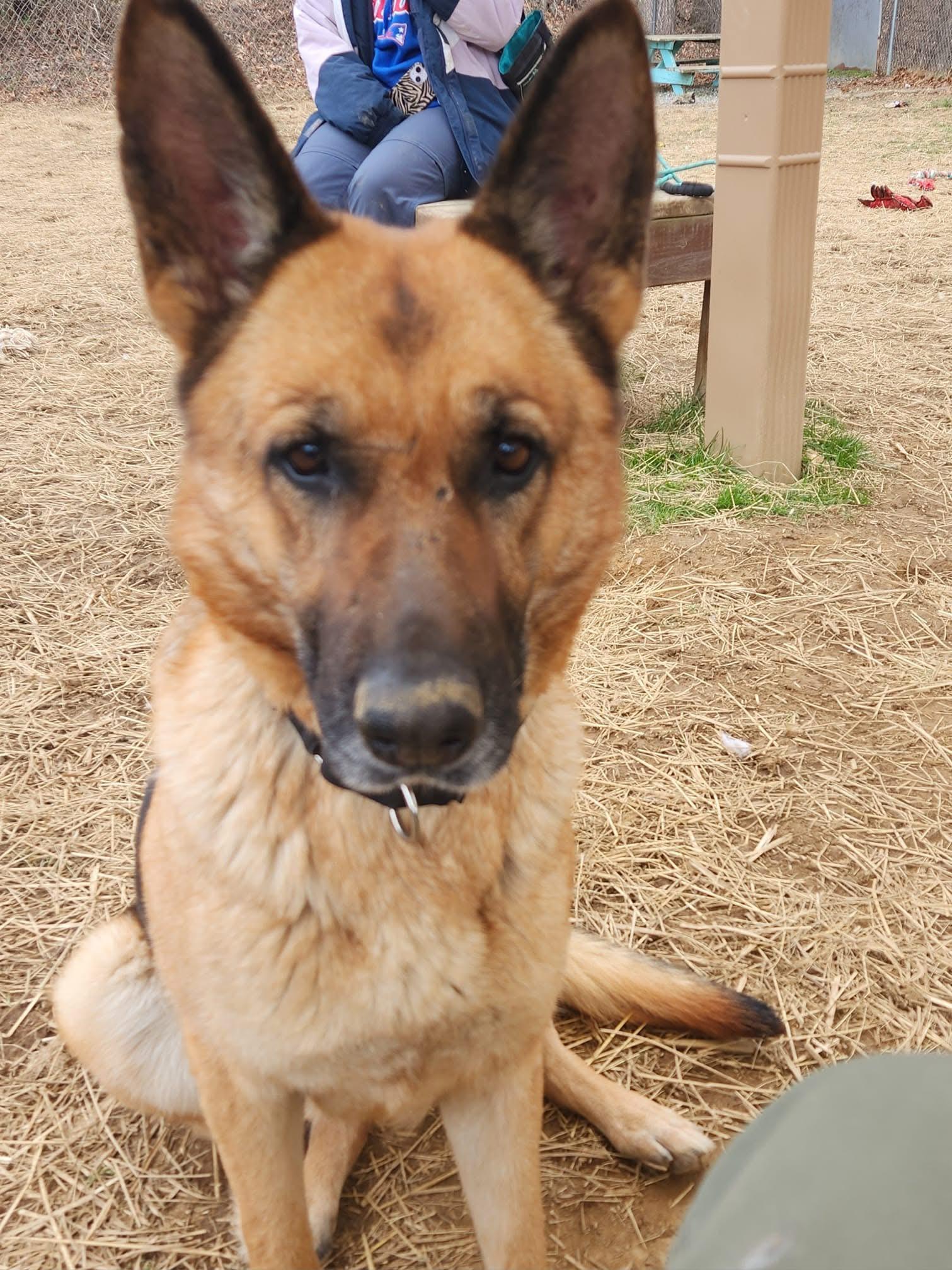 Enlarge Loblolly, a ADOPTABLE German Shepherd Dog in Marshall, NC image 3/3