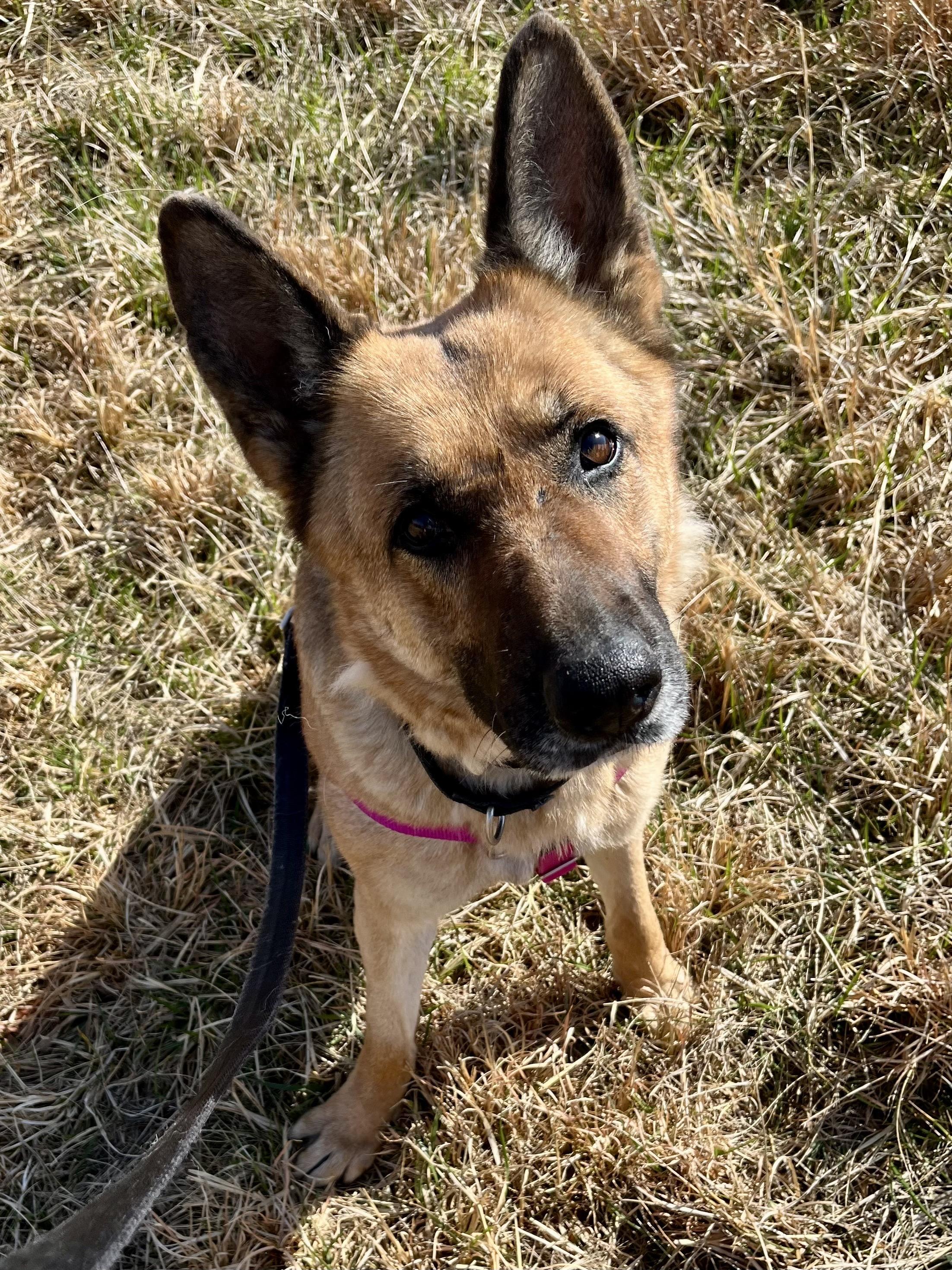 Enlarge Loblolly, a ADOPTABLE German Shepherd Dog in Marshall, NC image 5/6