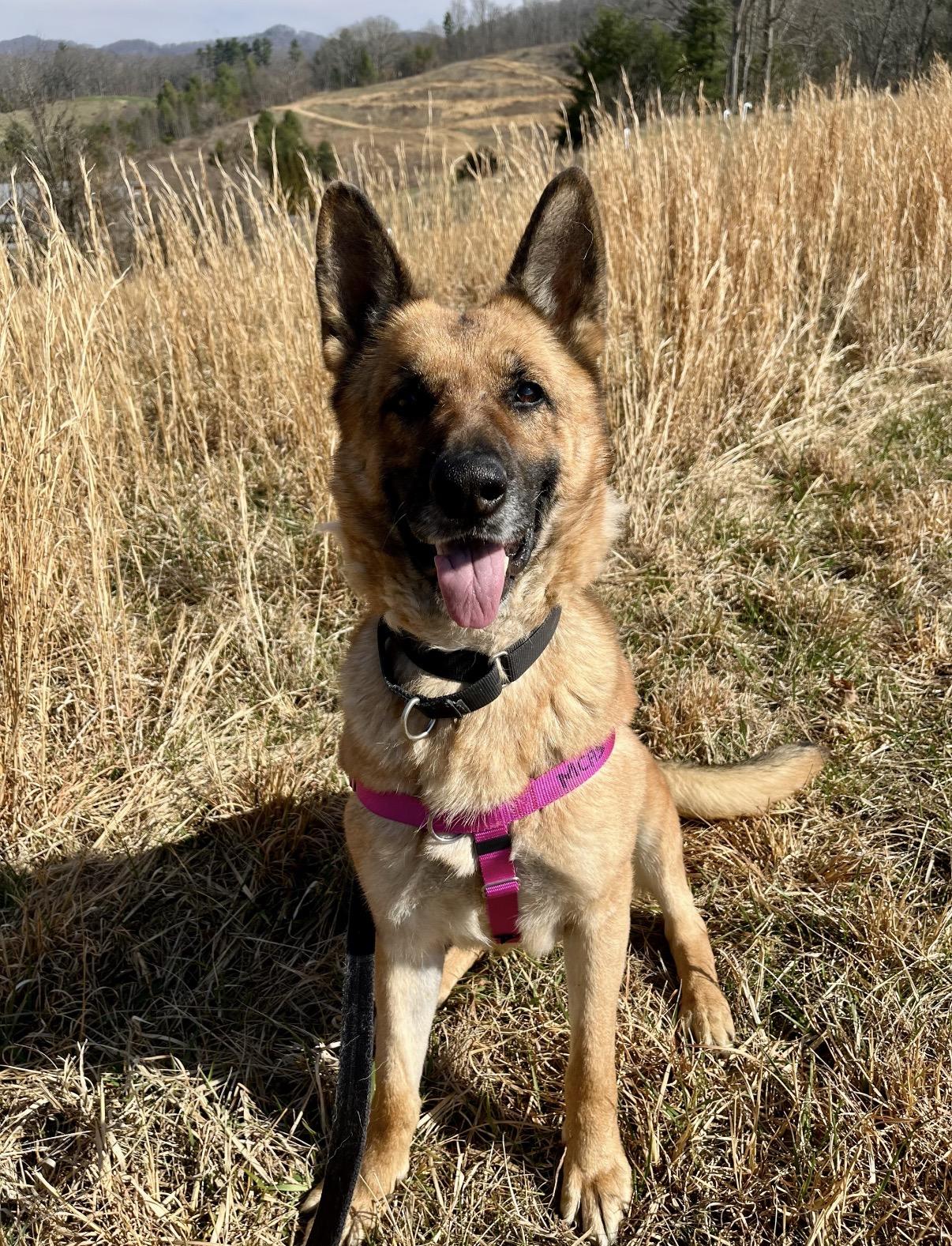 Enlarge Loblolly, a ADOPTABLE German Shepherd Dog in Marshall, NC image 1/6