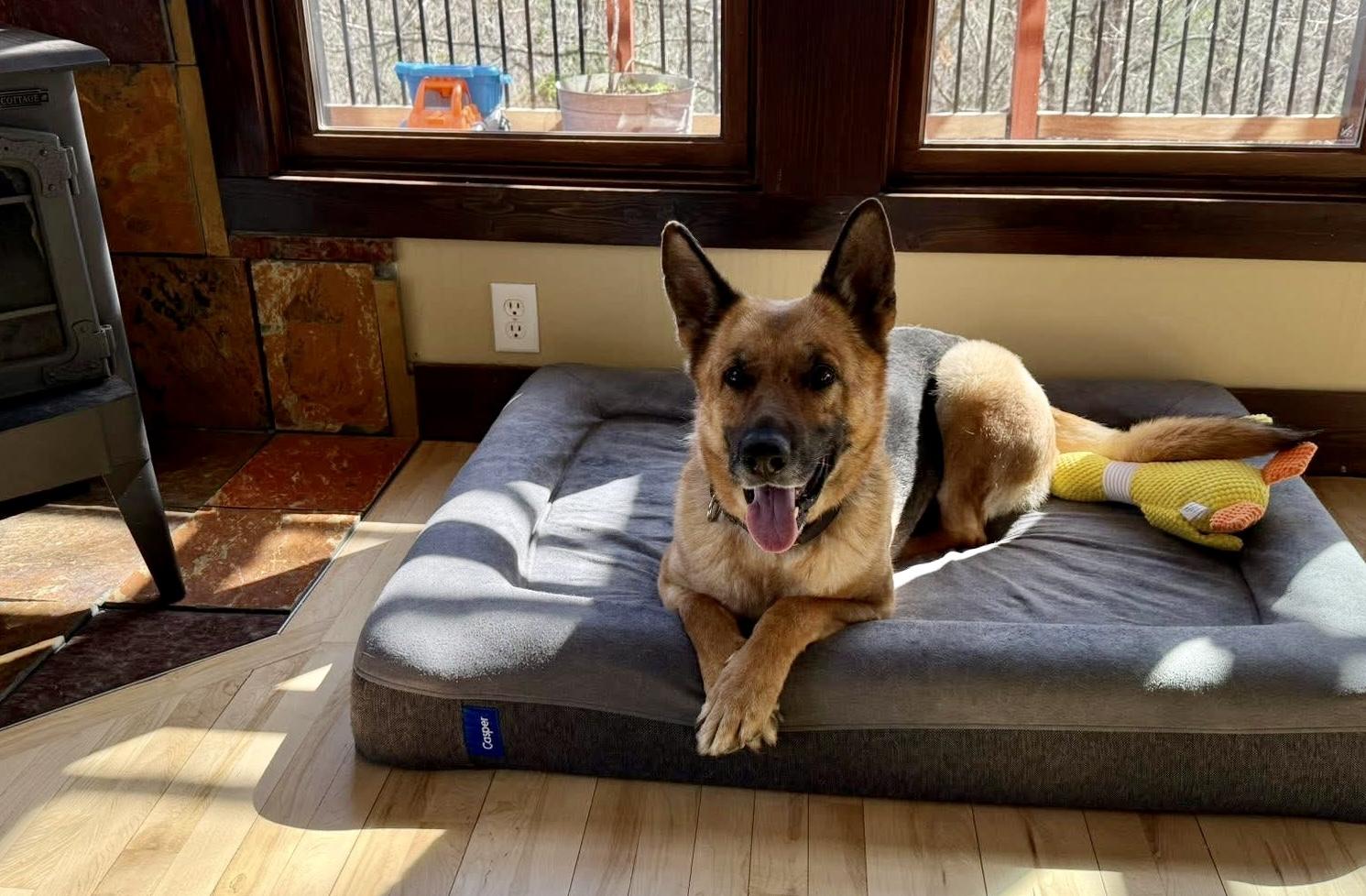 Loblolly, ADOPTABLE, Adult Female German Shepherd Dog.