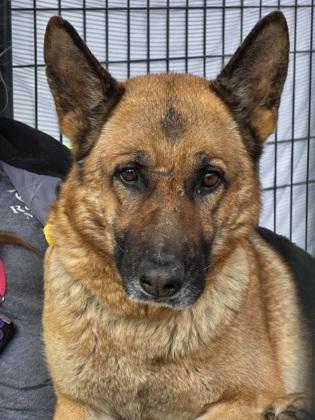 Loblolly, ADOPTABLE, Adult Female German Shepherd Dog.