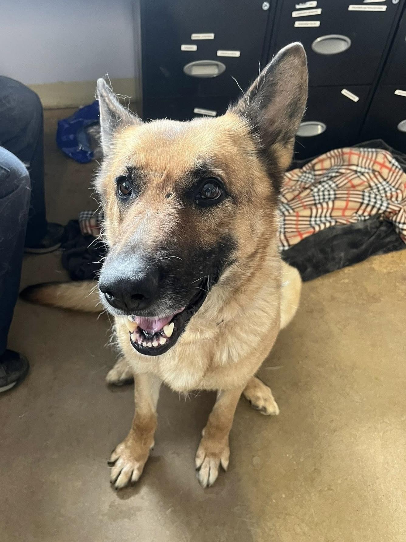 Enlarge Loblolly, a ADOPTABLE German Shepherd Dog in Marshall, NC image 5/6