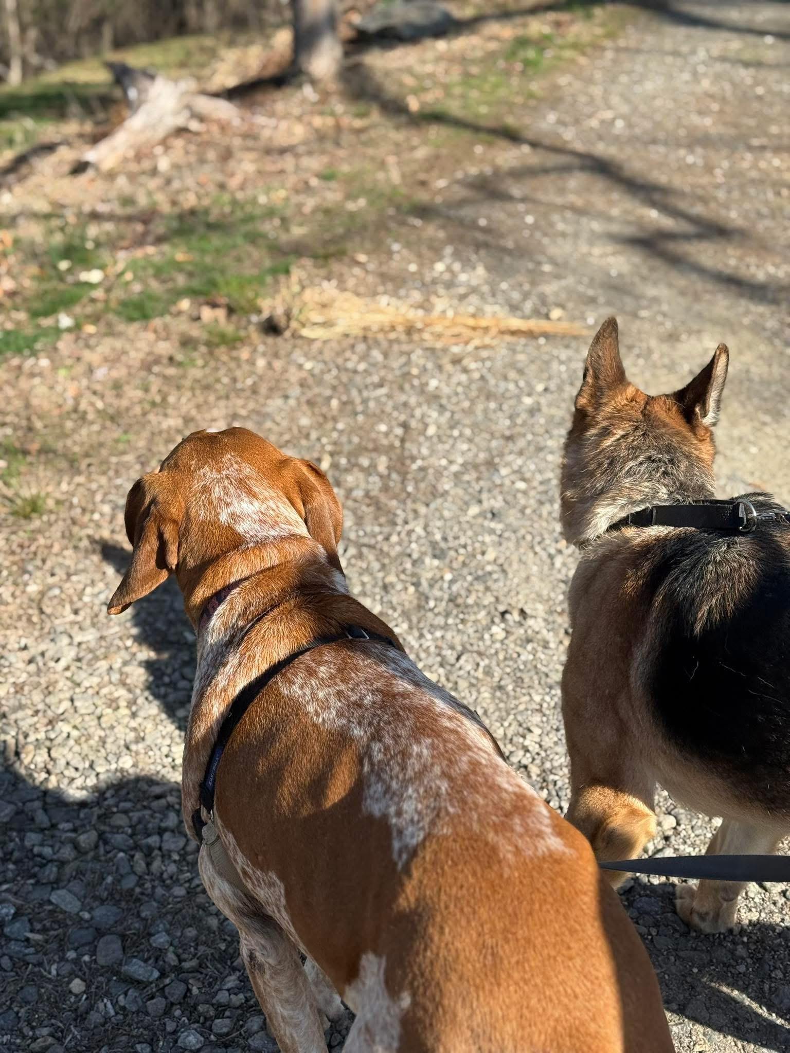 Enlarge Loblolly, a ADOPTABLE German Shepherd Dog in Marshall, NC image 4/6