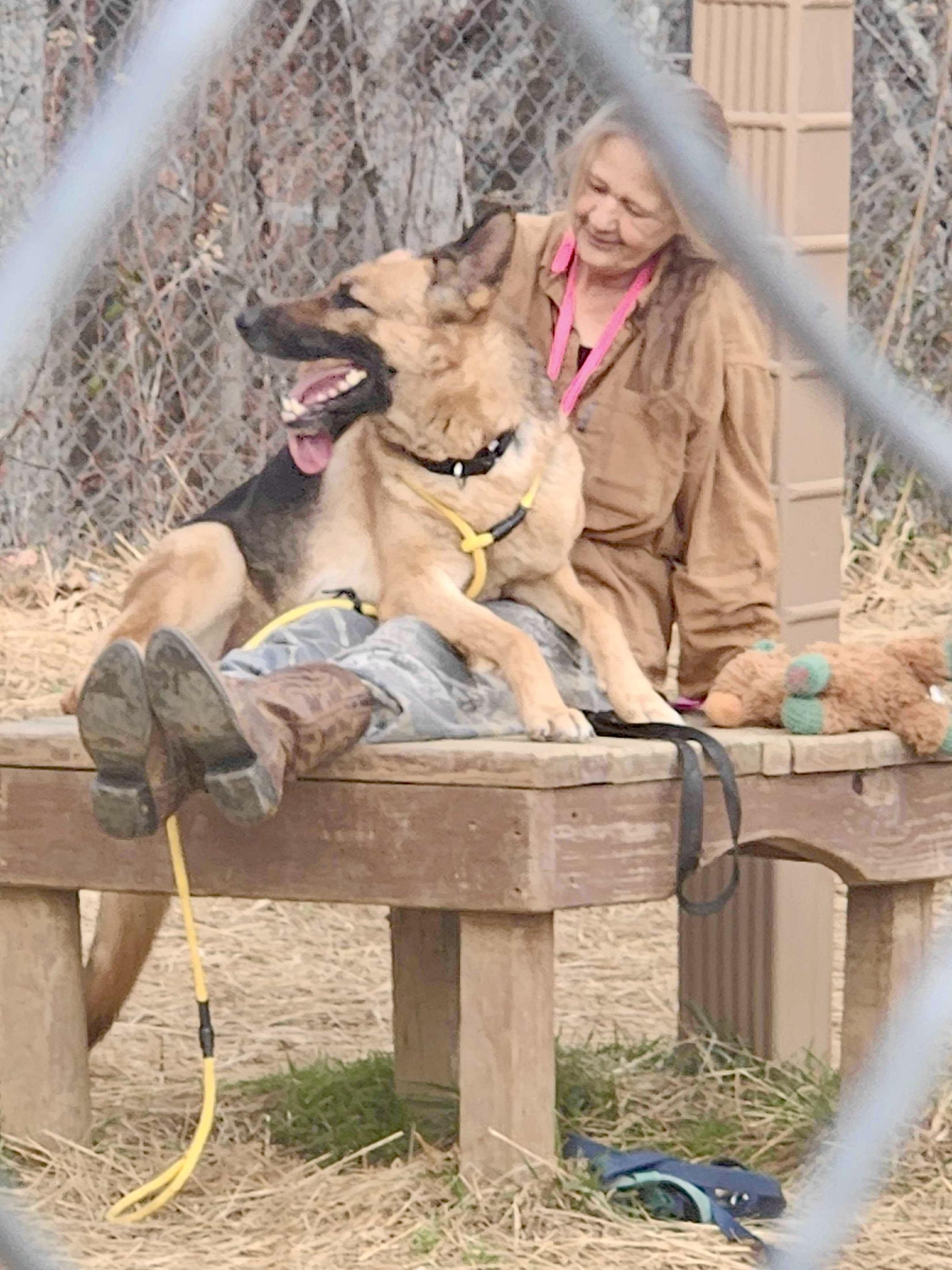 Enlarge Loblolly, a ADOPTABLE German Shepherd Dog in Marshall, NC image 4/6