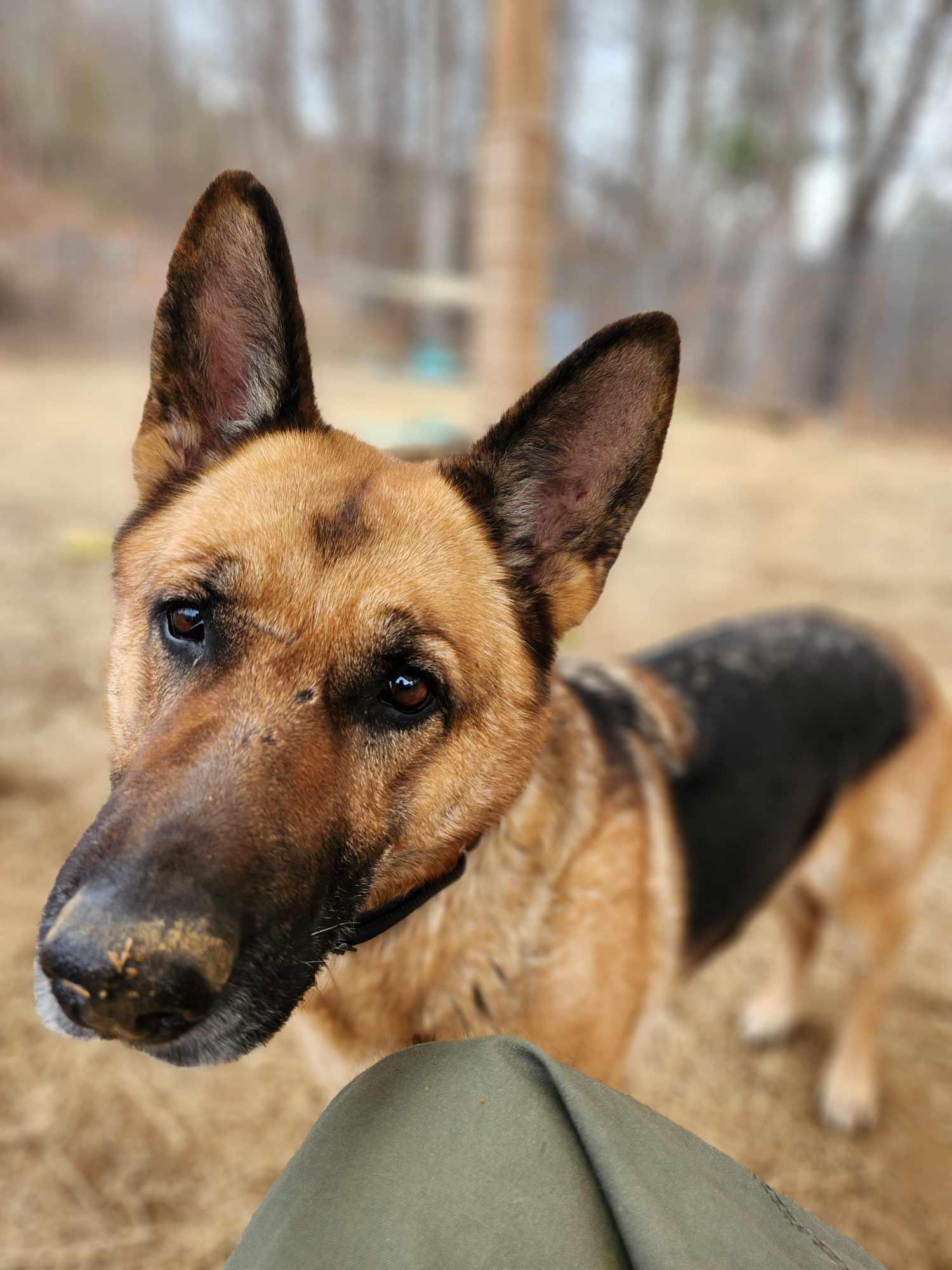 Loblolly, ADOPTABLE, Adult Female German Shepherd Dog.