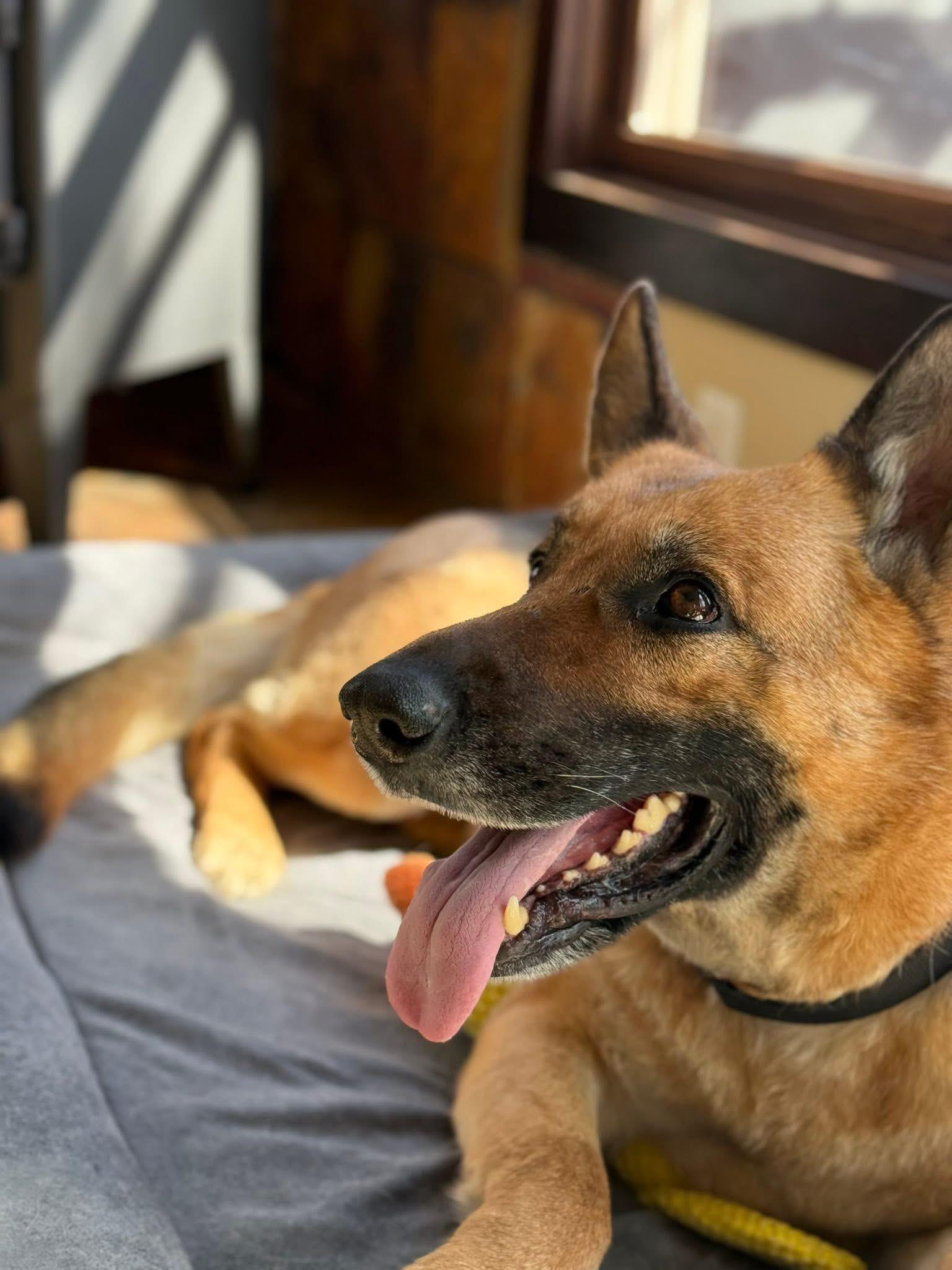 Enlarge Loblolly, a ADOPTABLE German Shepherd Dog in Marshall, NC image 3/6
