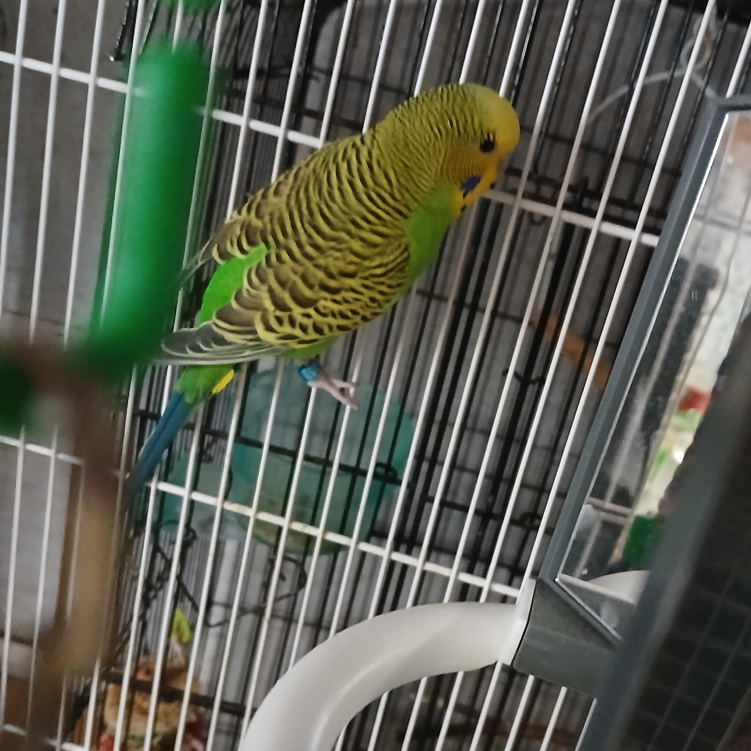 Enlarge Emerald and Sapphire, an adopted Parakeet (Other) in Dearborn, MO image 1/3