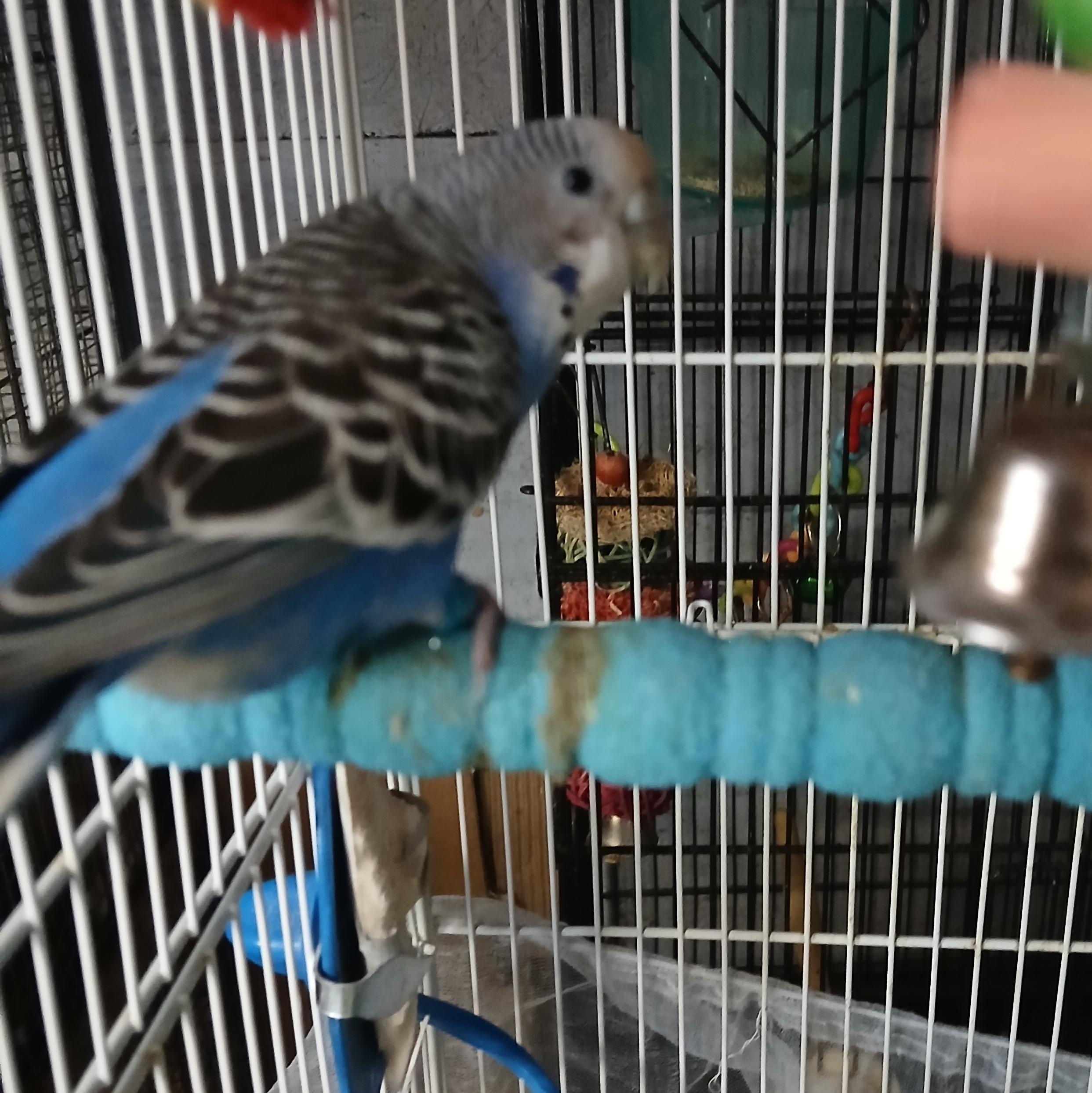 Enlarge Emerald and Sapphire, an adopted Parakeet (Other) in Dearborn, MO image 2/3