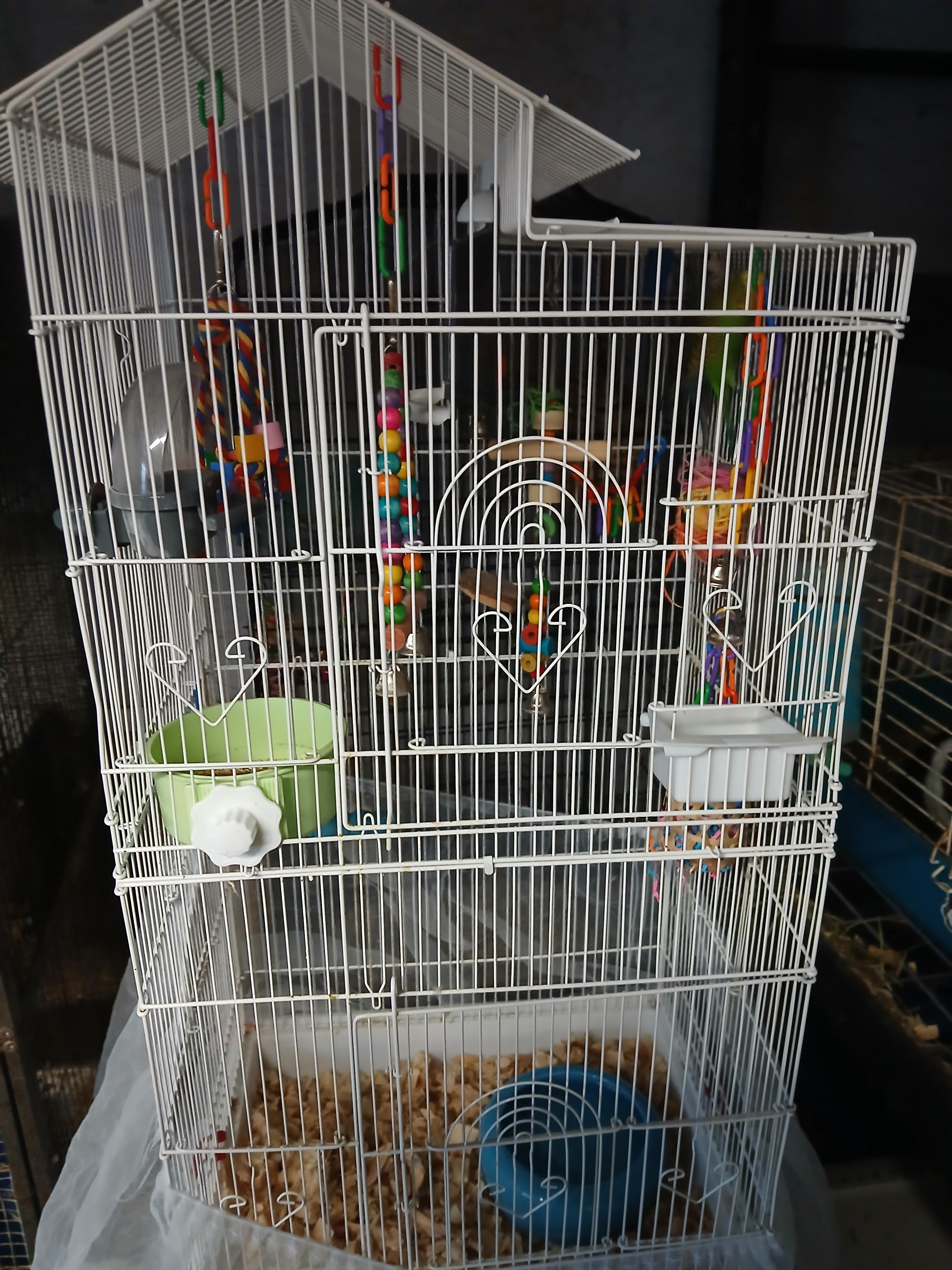 Enlarge Emerald and Sapphire, an adopted Parakeet (Other) in Dearborn, MO image 3/3