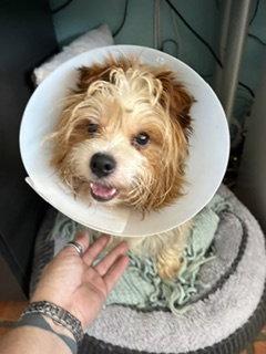 Fozzie, Adopted, Adult Male Yorkshire Terrier.