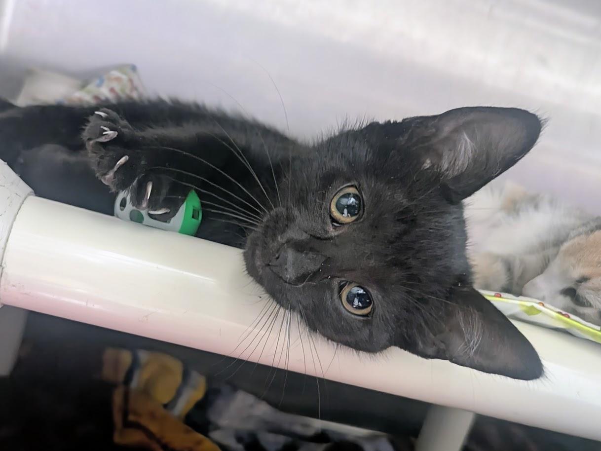 Mittens, an adopted mixed breed in Springfield, IL image 2/2