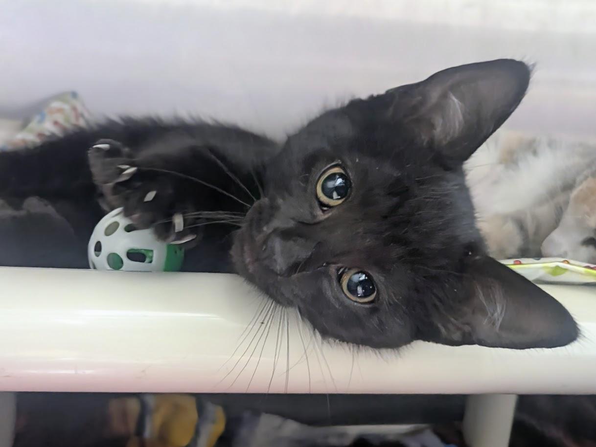 Mittens, an adopted mixed breed in Springfield, IL image 1/2