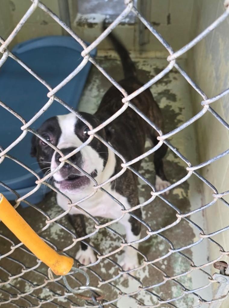 Diggy, Adoptable, Adult Male Mixed Breed.
