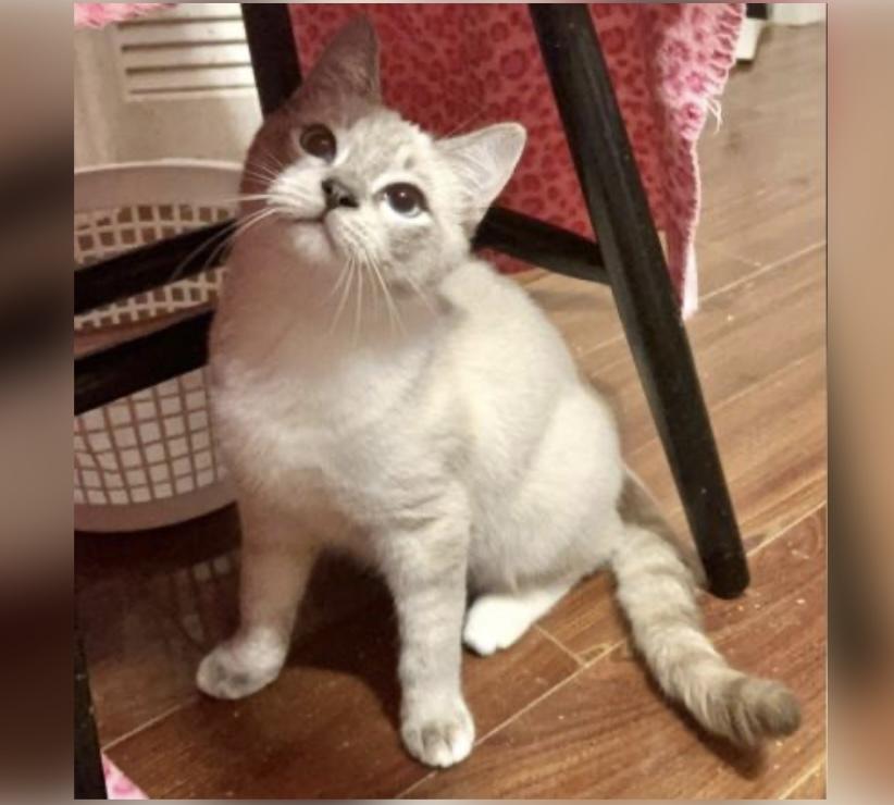 Enlarge Jagger, an adopted Siamese in Columbia, SC image 3/4