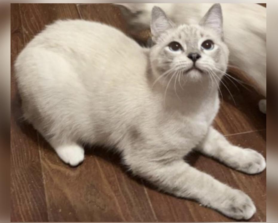 Enlarge Jagger, an adopted Siamese in Columbia, SC image 1/4