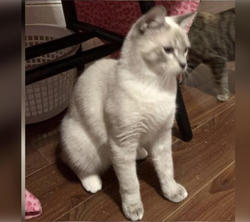 Enlarge Jagger, an adopted Siamese in Columbia, SC image 4/4