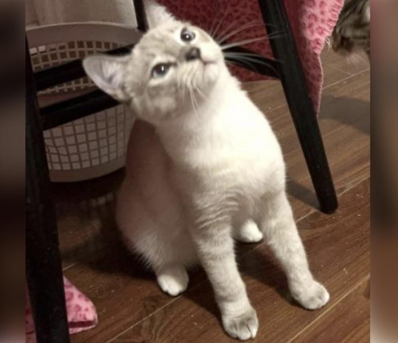 Enlarge Jagger, an adopted Siamese in Columbia, SC image 2/4