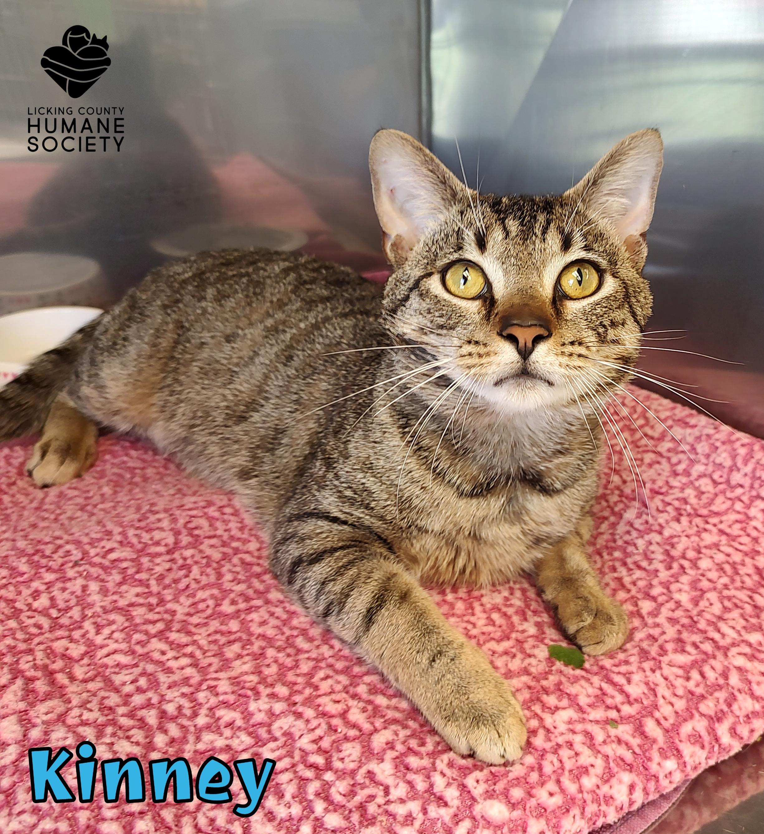 Enlarge Kinney, a Adoptable Domestic Short Hair in Heath, OH image 1/1