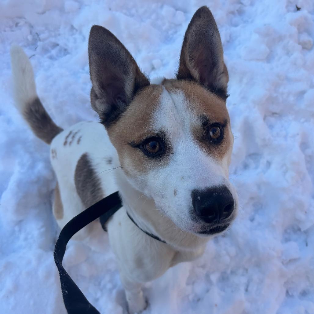 Enlarge Whiskey, a ADOPTABLE mixed breed in Chicago, IL image 3/5