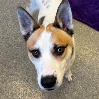 Enlarge Whiskey, a ADOPTABLE mixed breed in Chicago, IL image 5/5