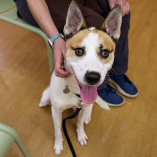 Enlarge Whiskey, a ADOPTABLE mixed breed in Chicago, IL image 4/5